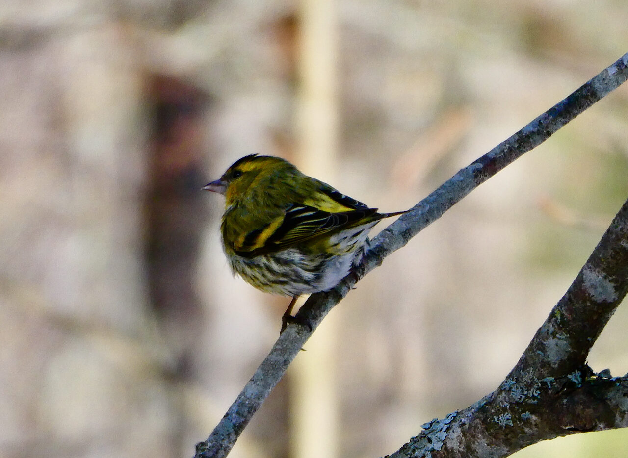 Valokuvaaja: Liisa Niiva-Korpela