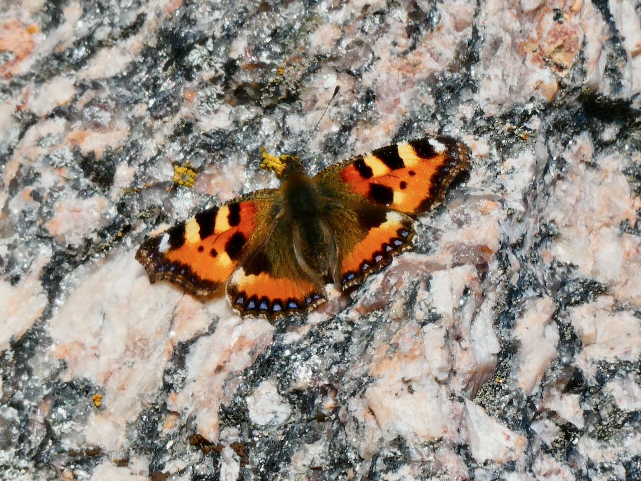 Valokuvaaja: Liisa Niiva-Korpela