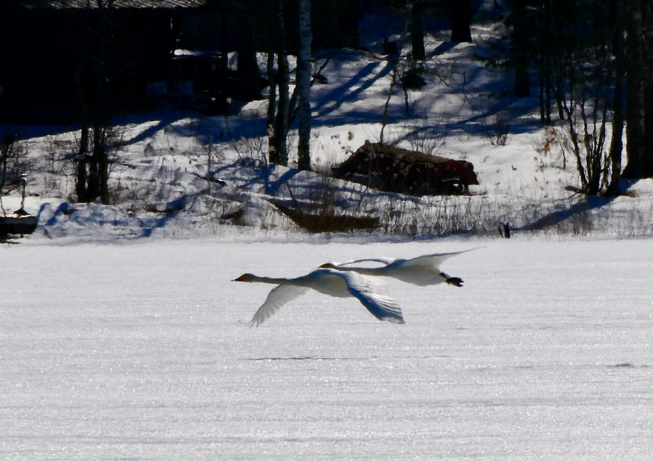 Valokuvaaja: Liisa Niiva-Korpela