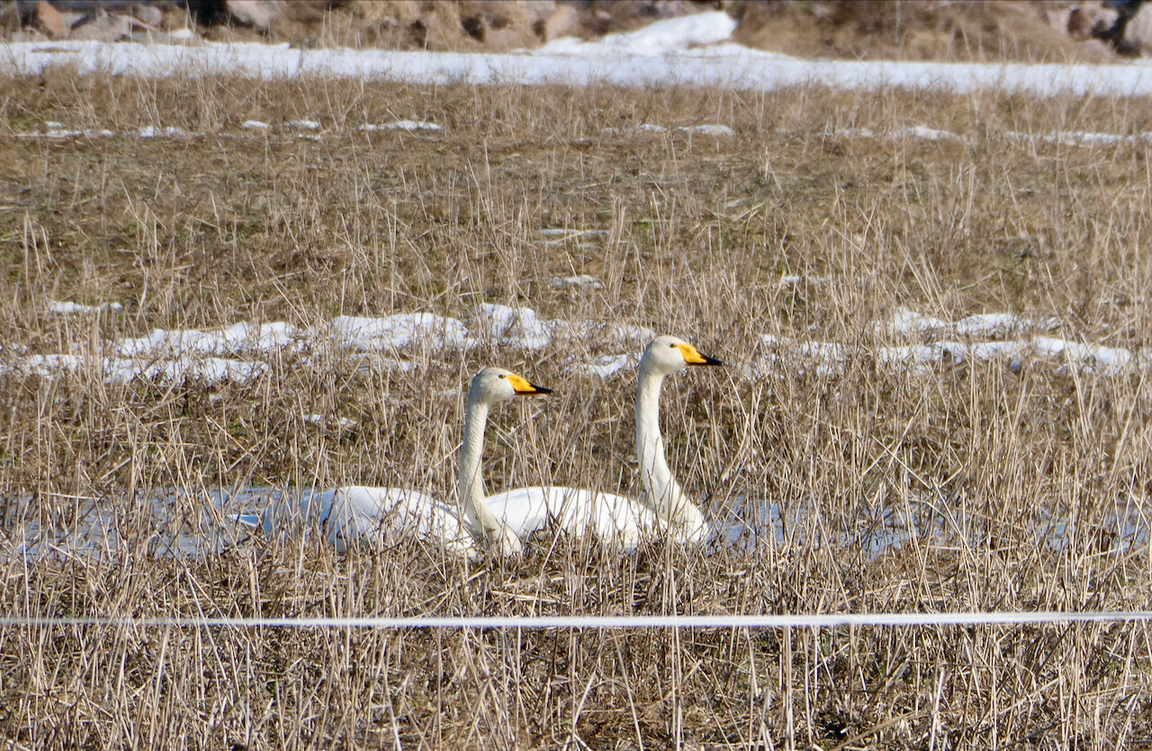 Valokuvaaja: Liisa Niiva-Korpela