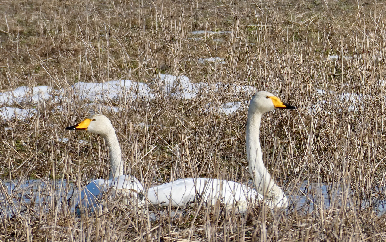 Valokuvaaja: Liisa Niiva-Korpela