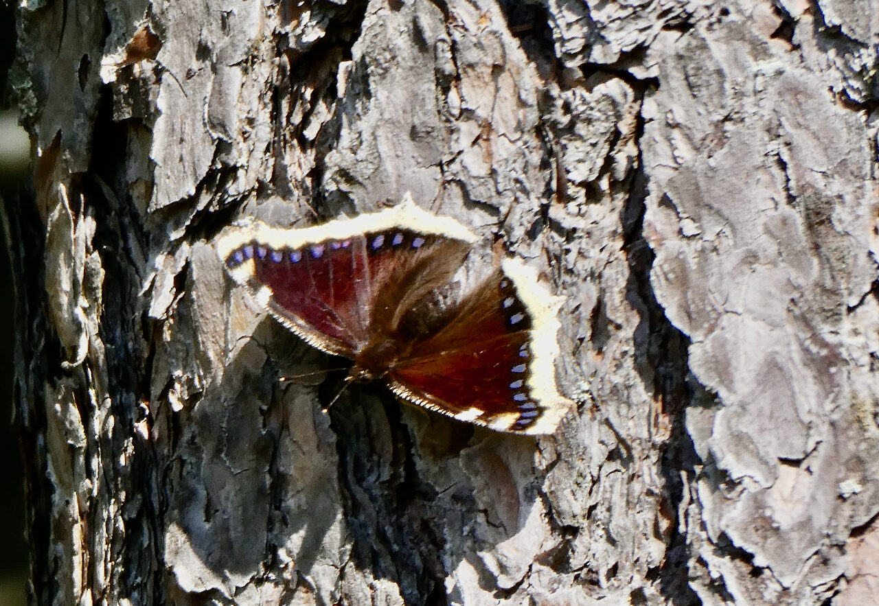 Valokuvaaja: Liisa Niiva-Korpela
