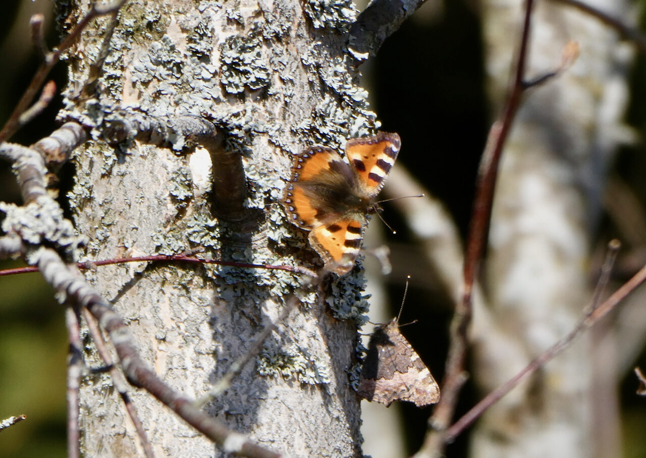 Valokuvaaja: Liisa Niiva-Korpela