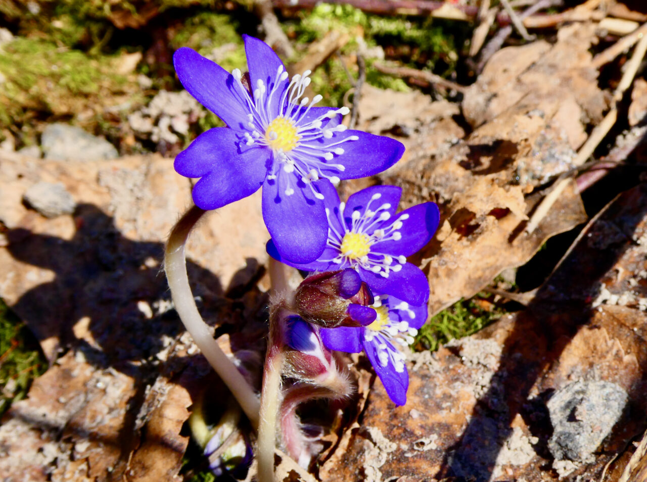 Valokuvaaja: Liisa Niiva-Korpela