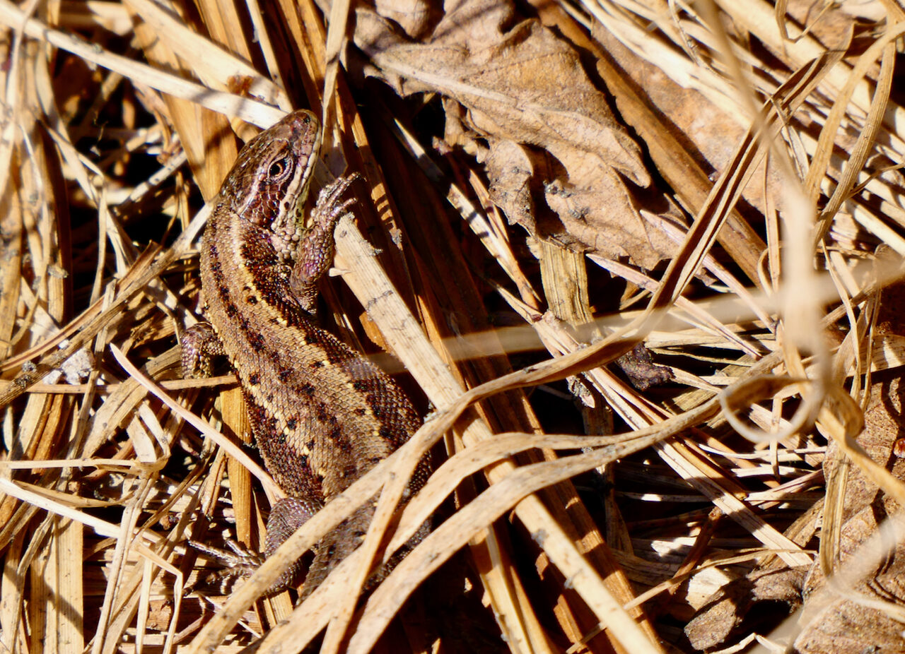 Valokuvaaja: Liisa Niiva-Korpela