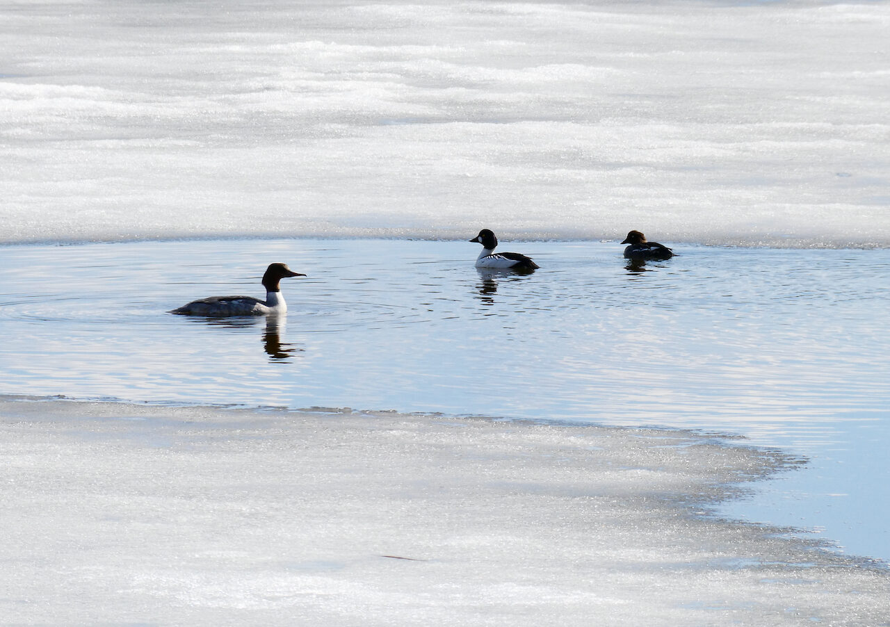 Valokuvaaja: Liisa Niiva-Korpela Valokuvaaja: Liisa Niiva-Korpela