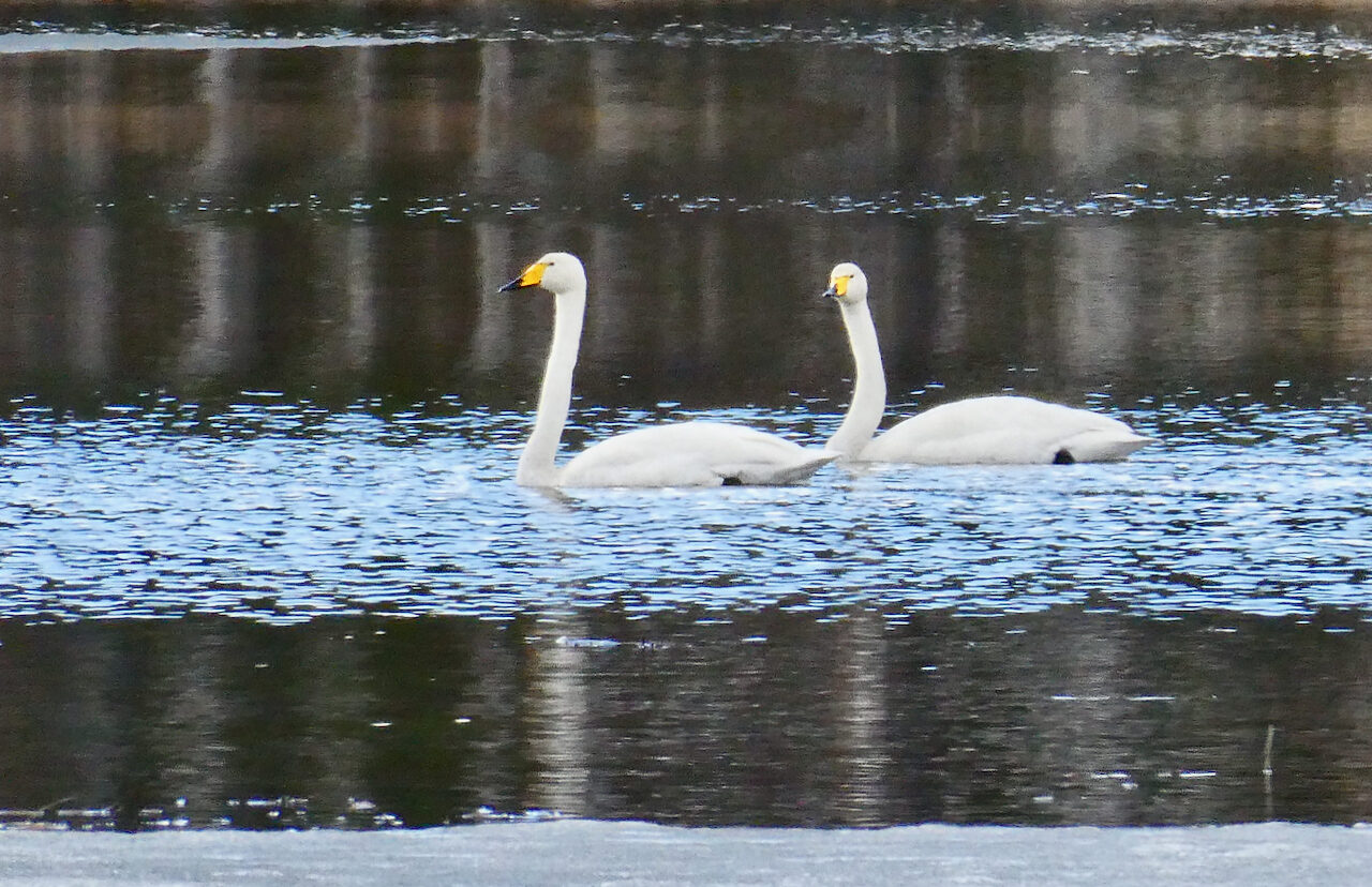 Valokuvaaja: Liisa Niiva-Korpela