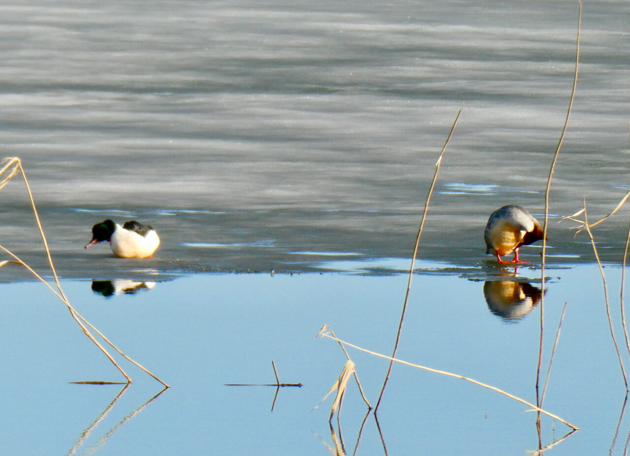 Valokuvaaja: Liisa Niiva-Korpela