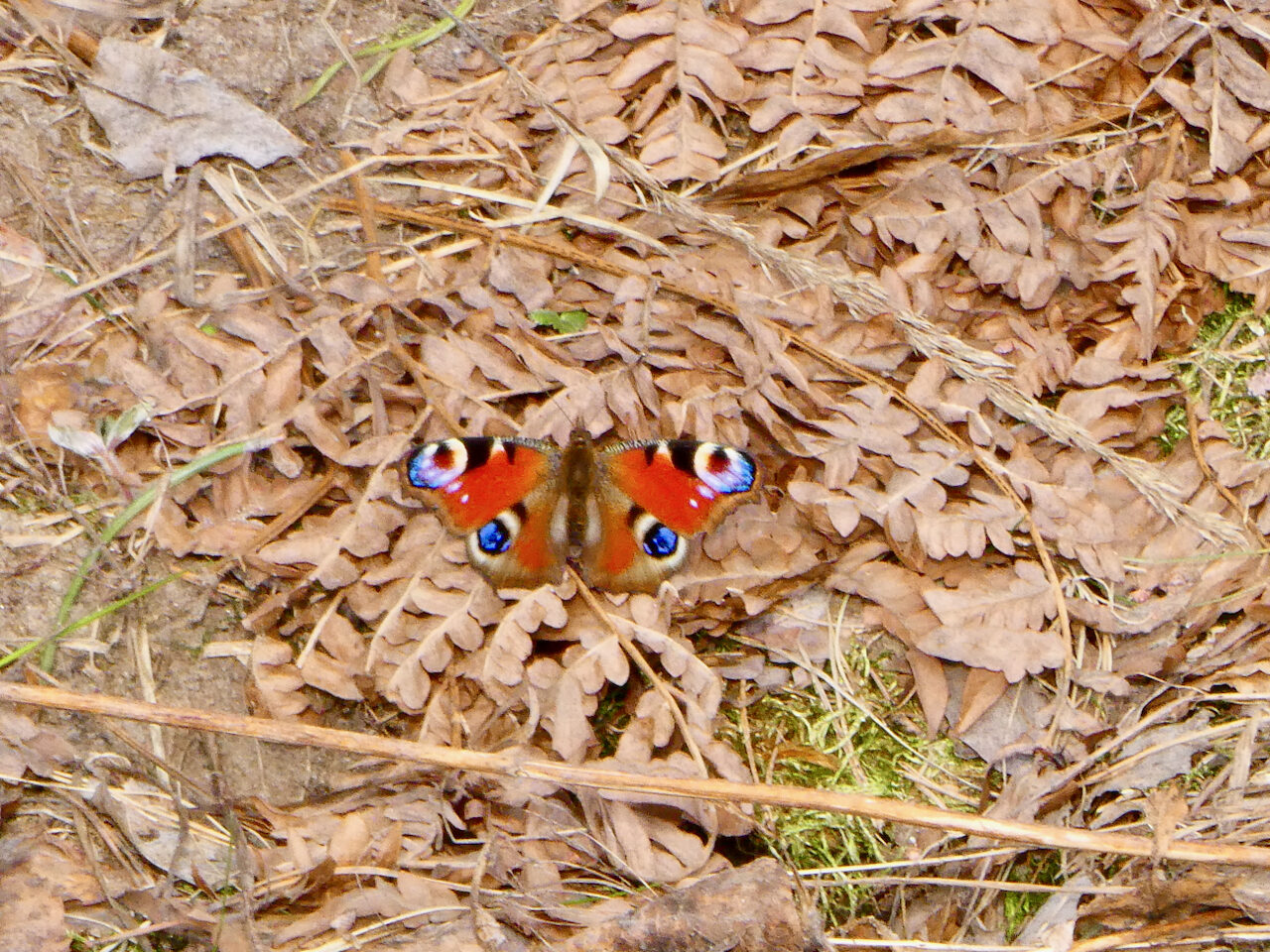 Valokuvaaja: Liisa Niiva-Korpela