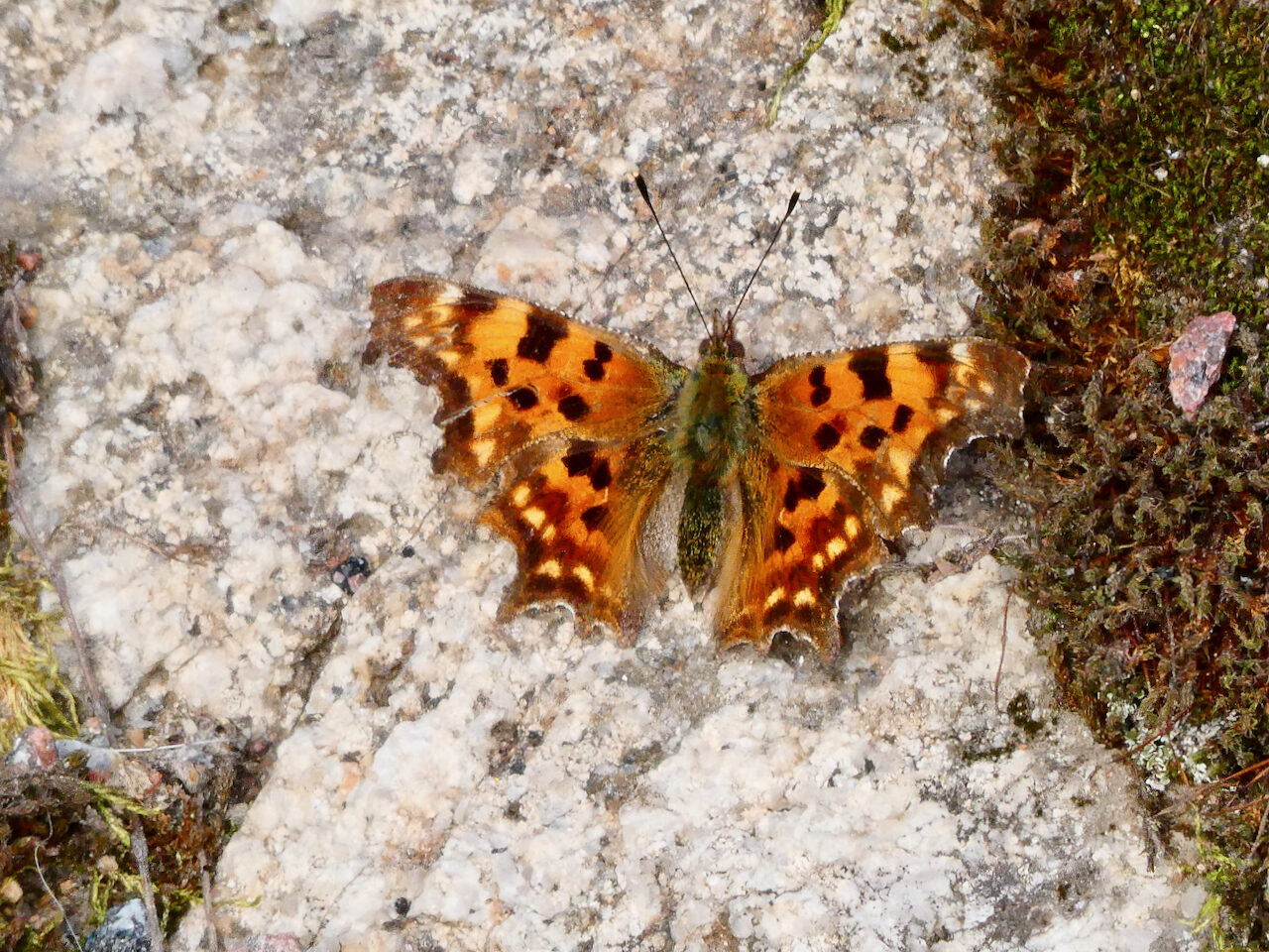 Valokuvaaja: Liisa Niiva-Korpela