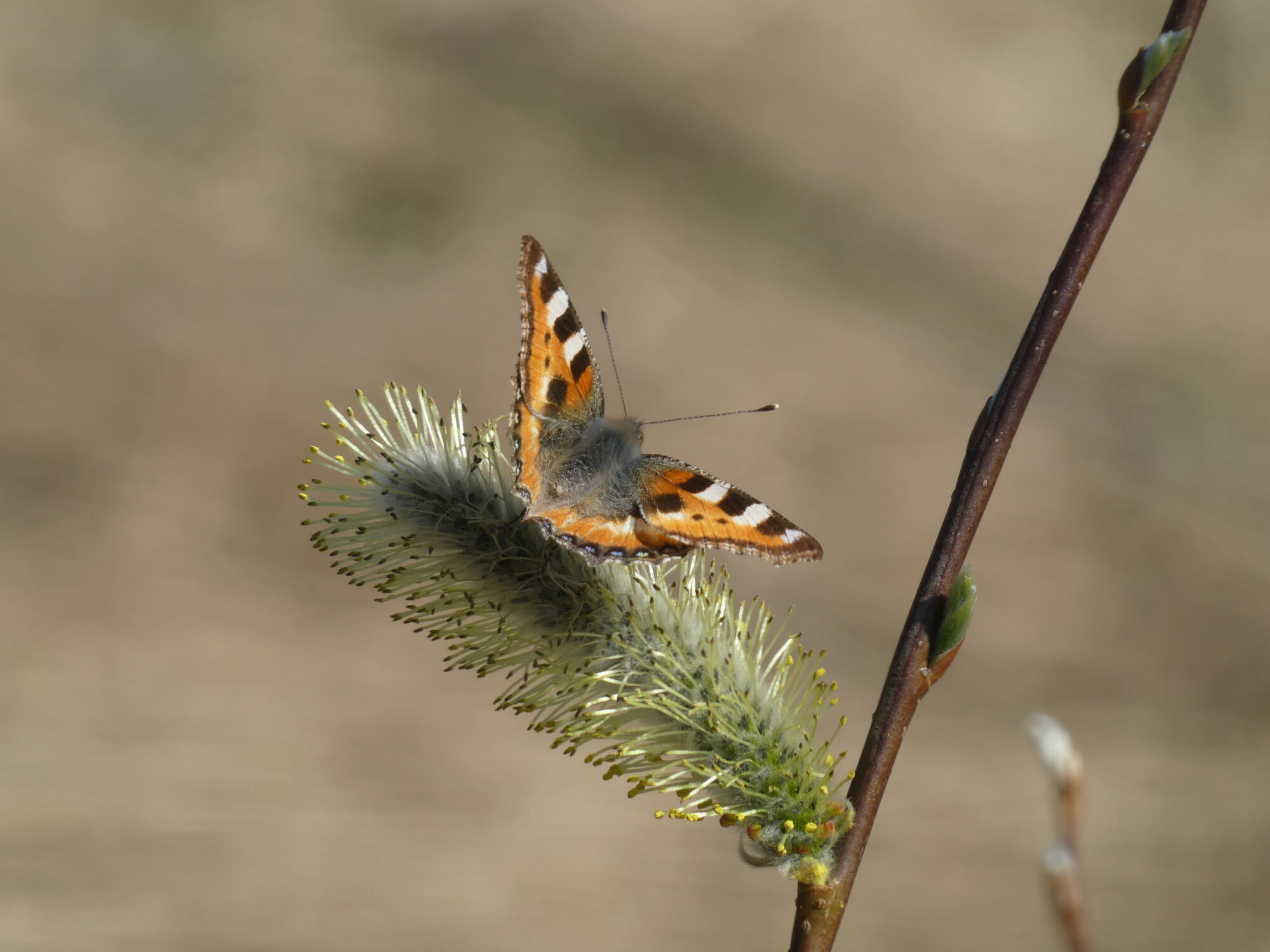 Valokuvaaja: Anja Mustamaa