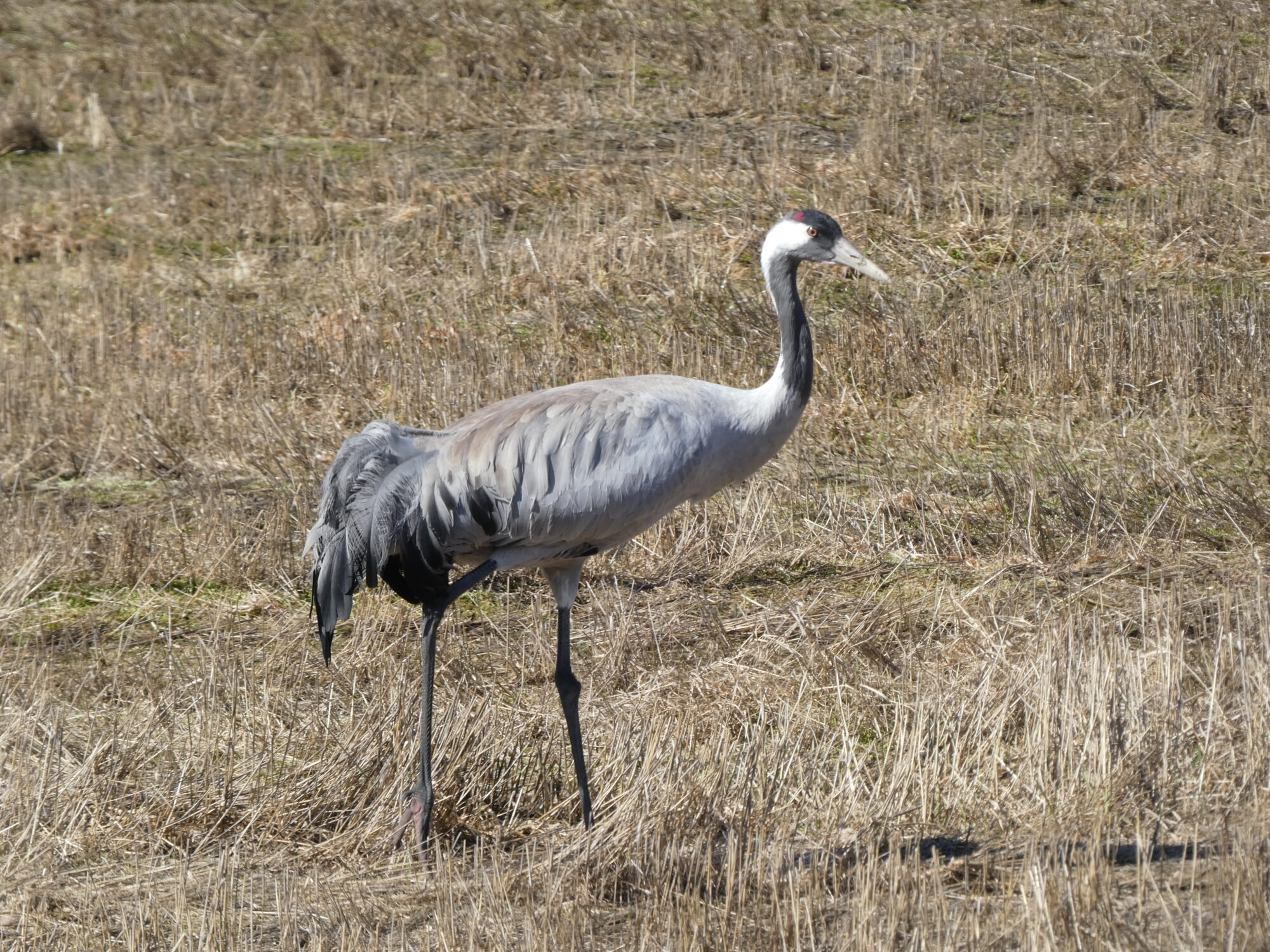 Valokuvaaja: Anja Mustamaa