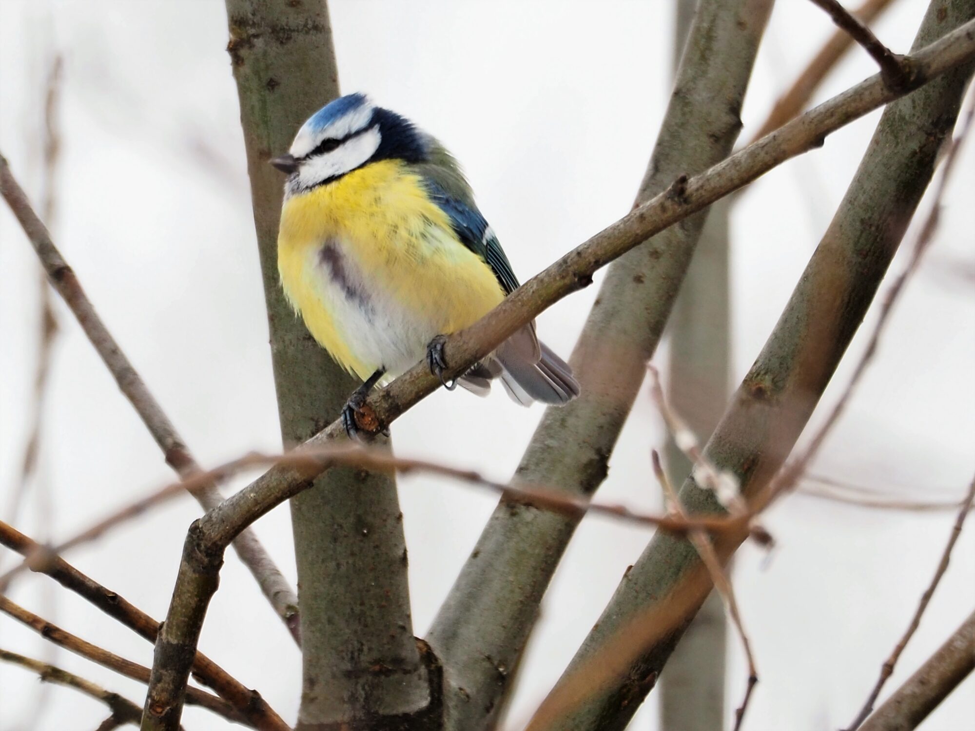 Valokuvaaja: Martti Valtonen