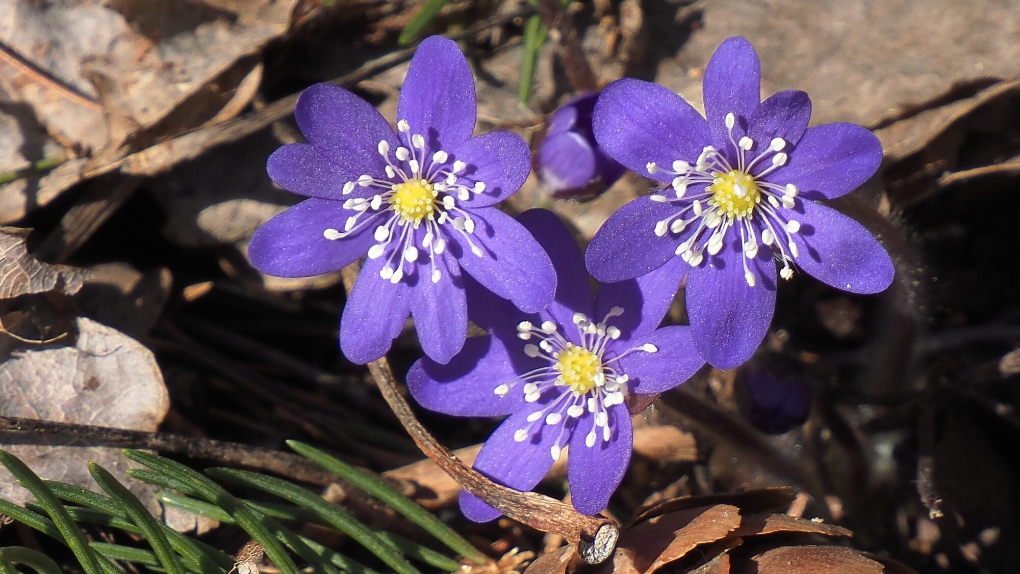 Valokuvaaja: Arja Valtonen