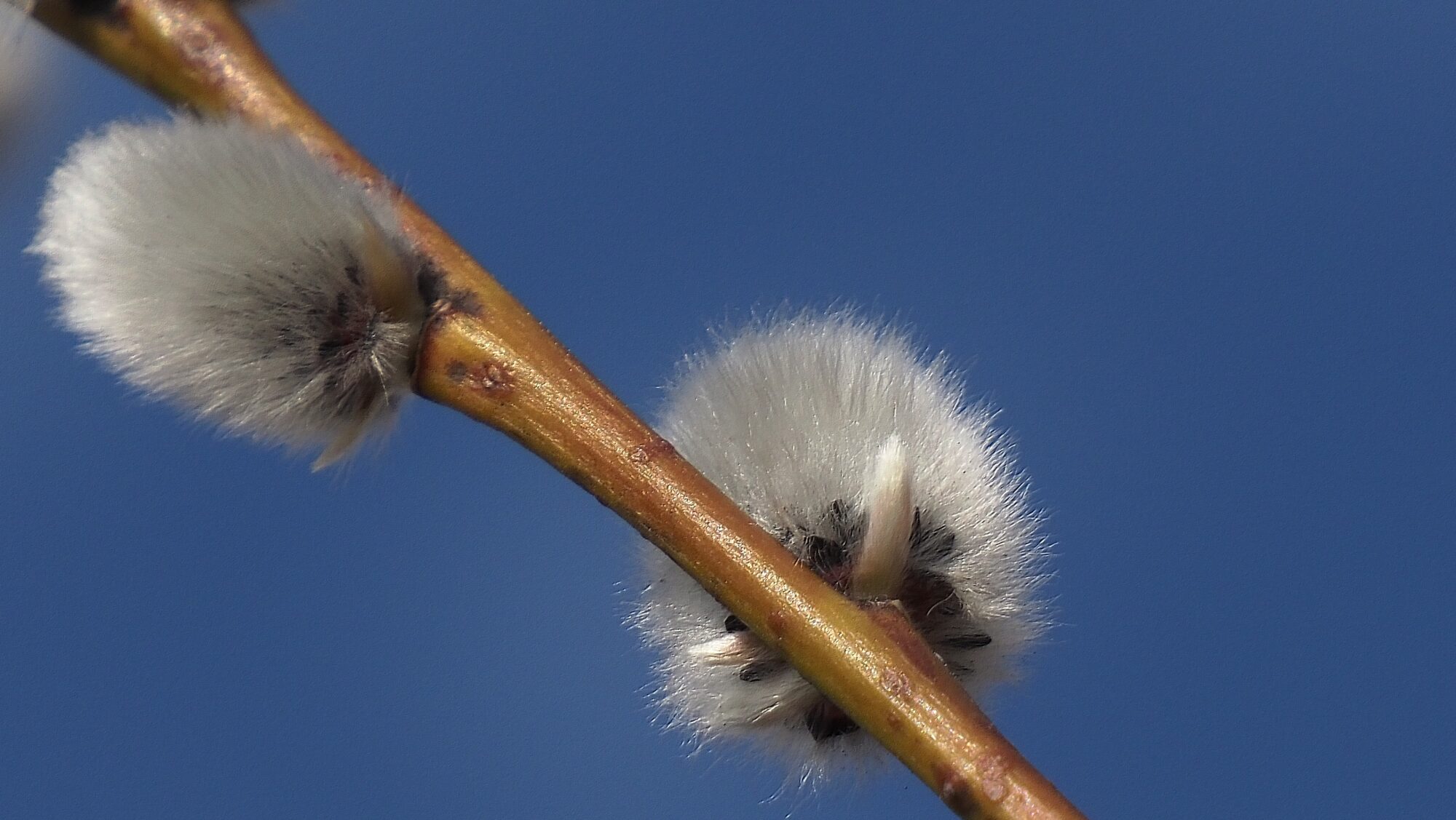 Valokuvaaja: Arja Valtonen Valokuvaaja: Arja Valtonen