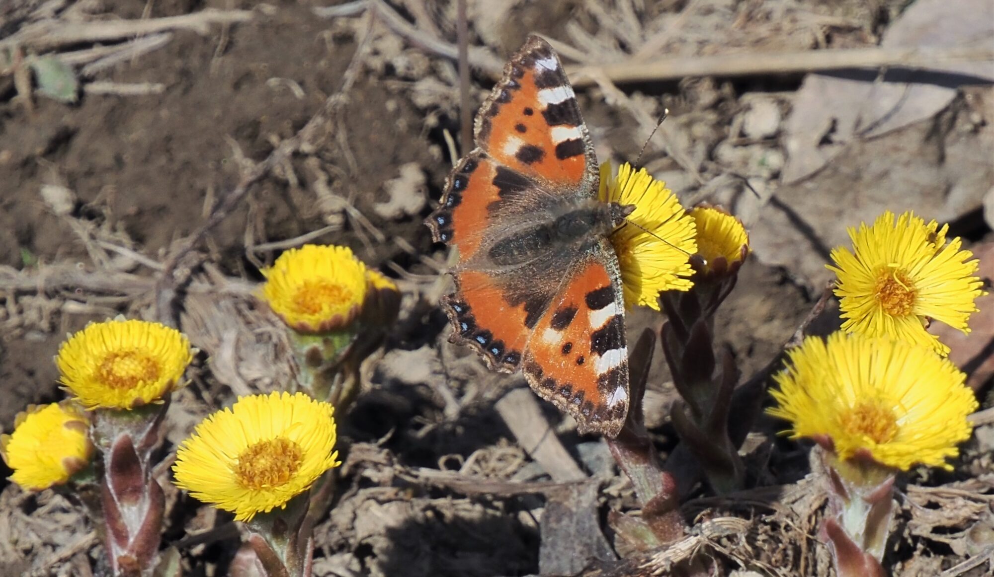 Valokuvaaja: Arja Valtonen Valokuvaaja: Arja Valtonen
