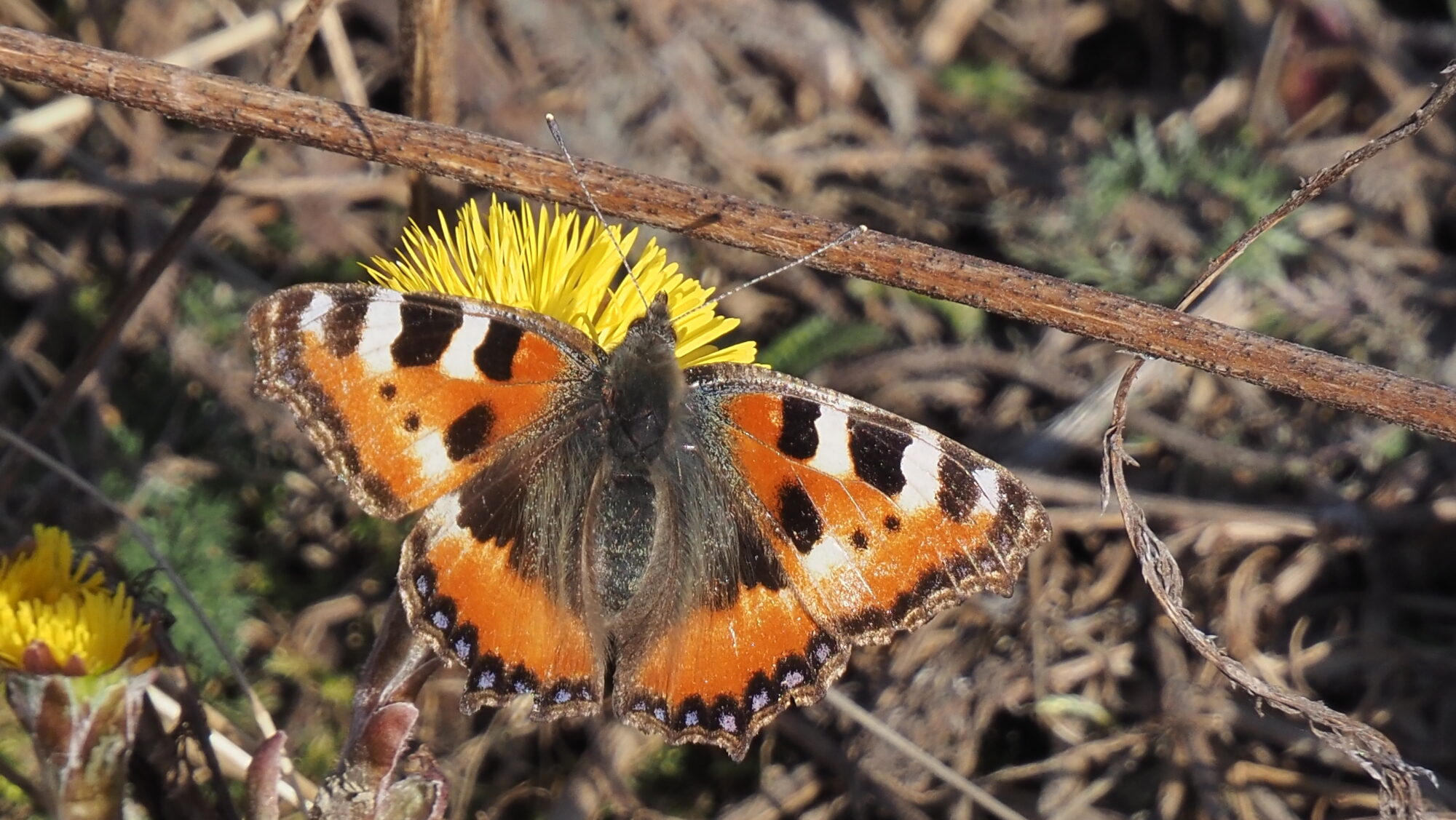 Valokuvaaja: Arja Valtonen