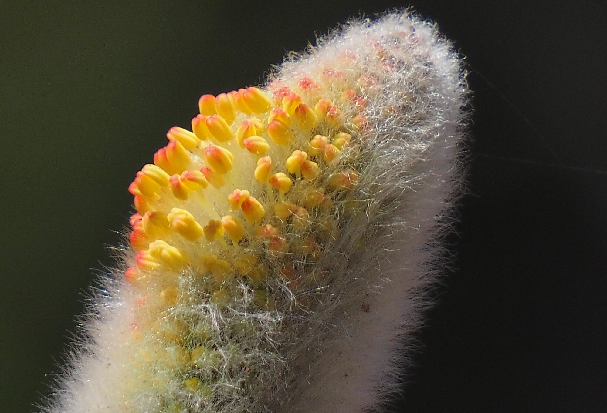 Valokuvaaja: Arja Valtonen