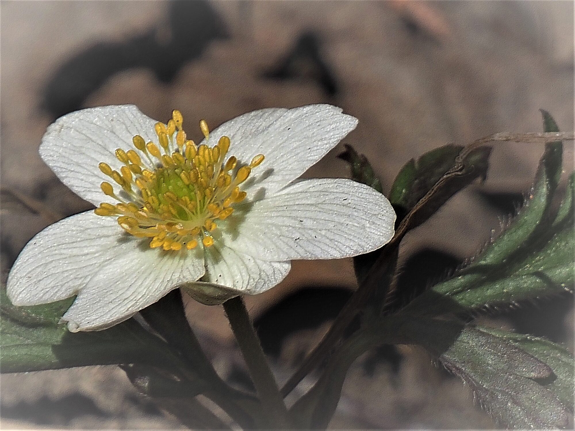 Valokuvaaja: Arja Valtonen