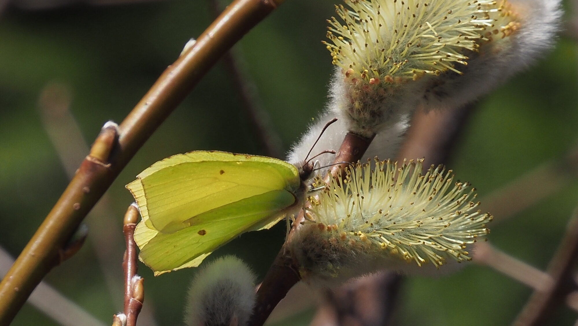 Valokuvaaja: Arja Valtonen
