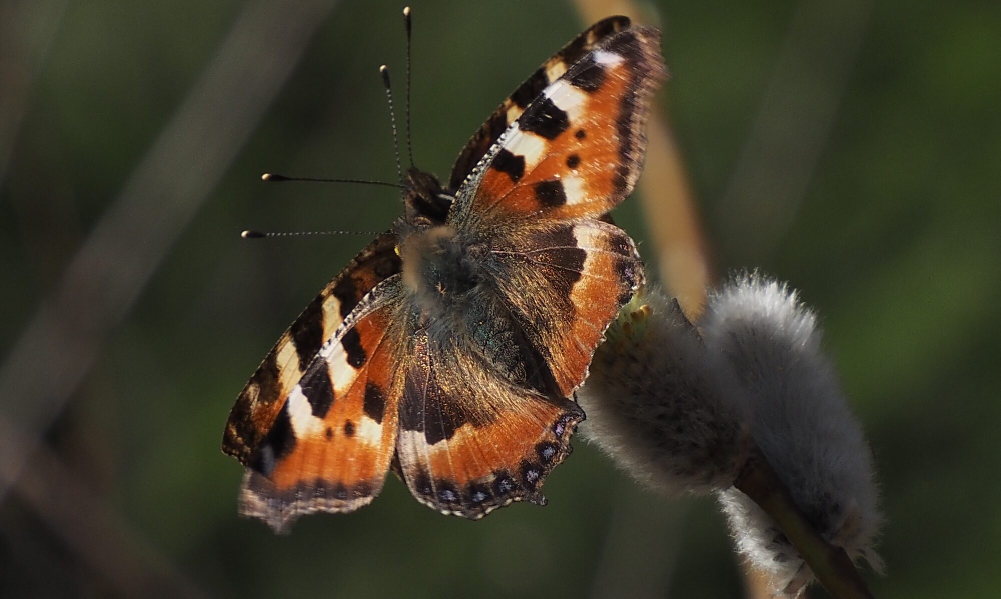 Valokuvaaja: Arja Valtonen