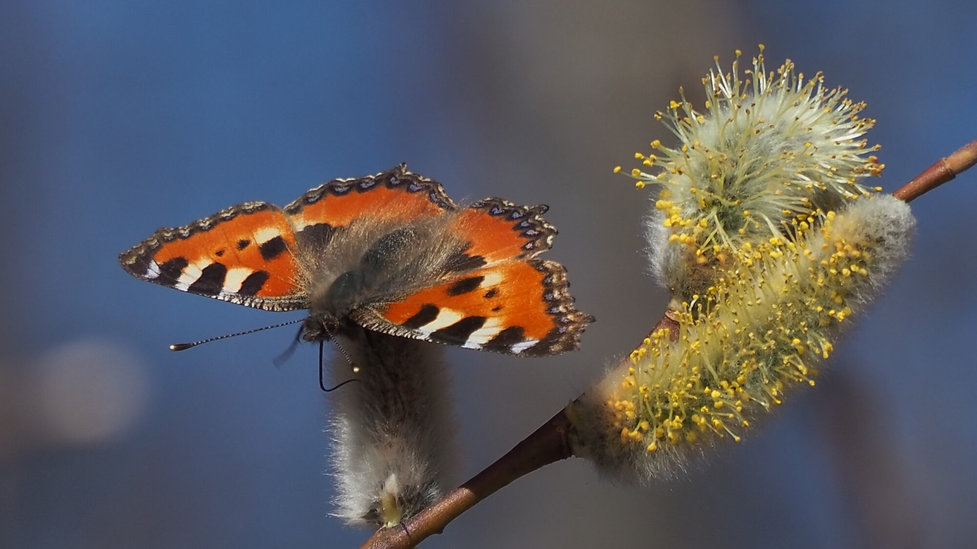 Valokuvaaja: Martti Valtonen