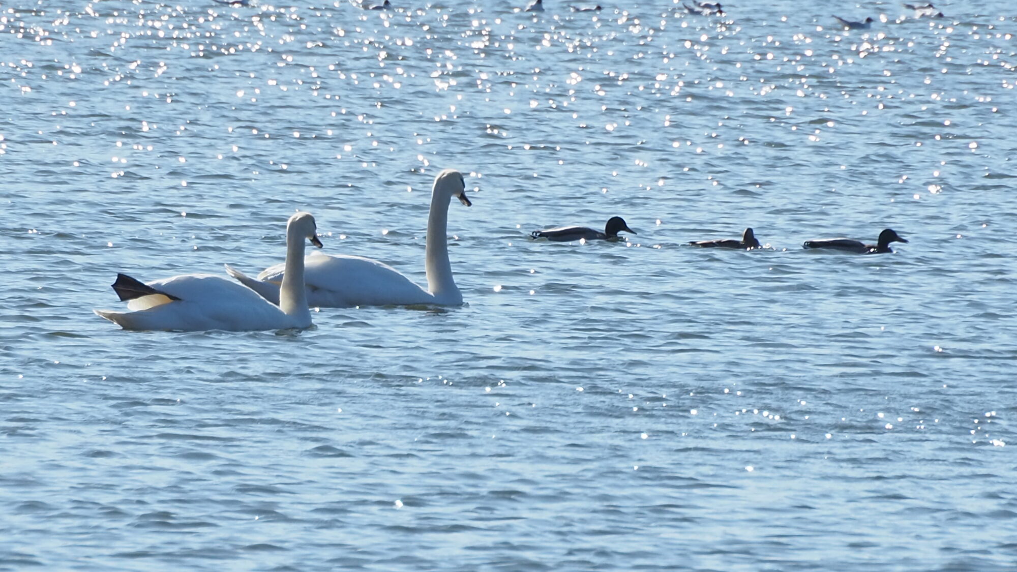 Valokuvaaja: Martti Valtonen