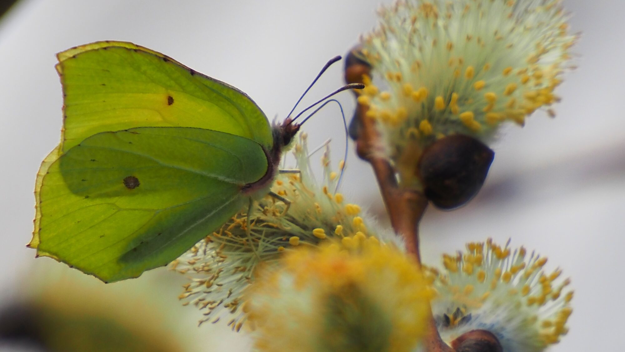 Valokuvaaja: Arja Valtonen