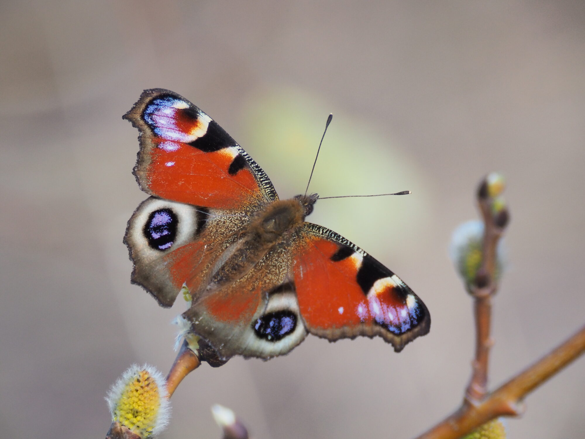 Valokuvaaja: Martti Valtonen