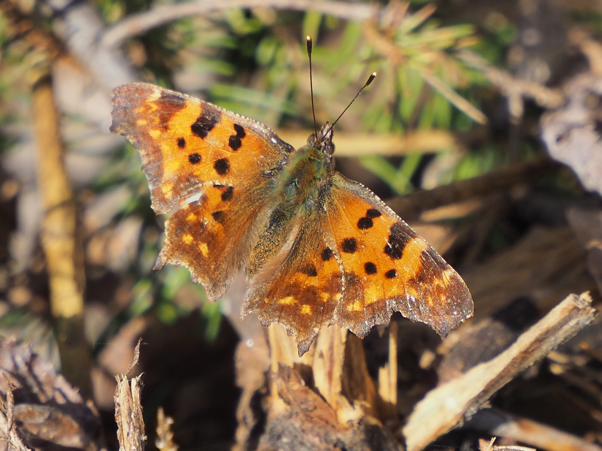 Valokuvaaja: Martti Valtonen