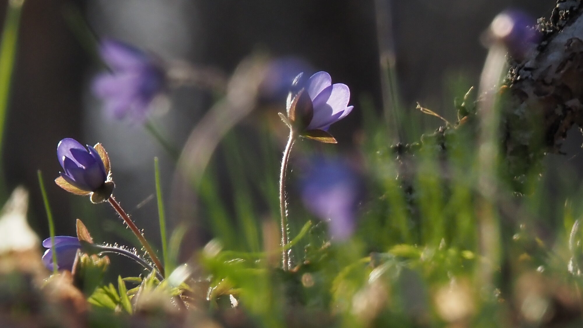 Valokuvaaja: Arja Valtonen