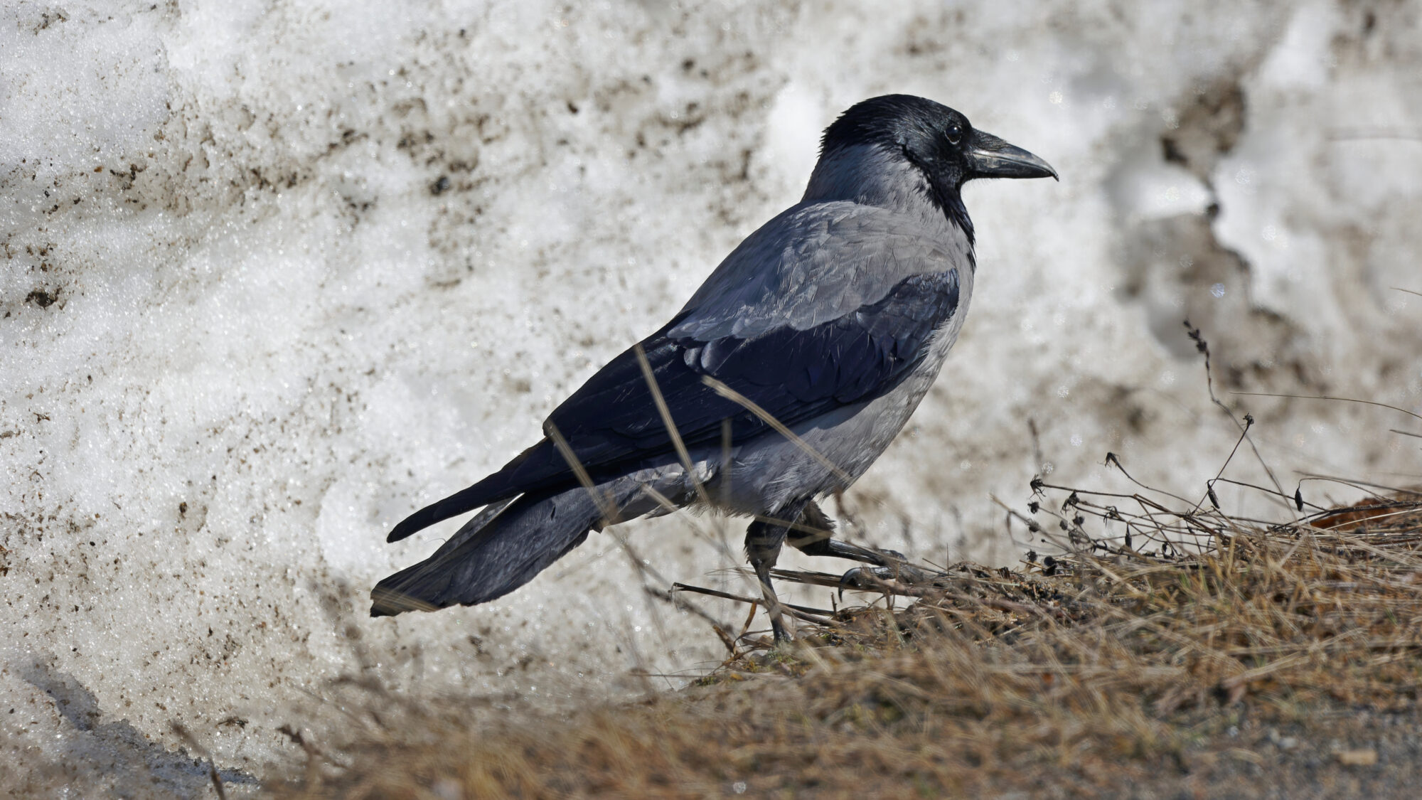 Valokuvaaja: TOMMI KUJALA