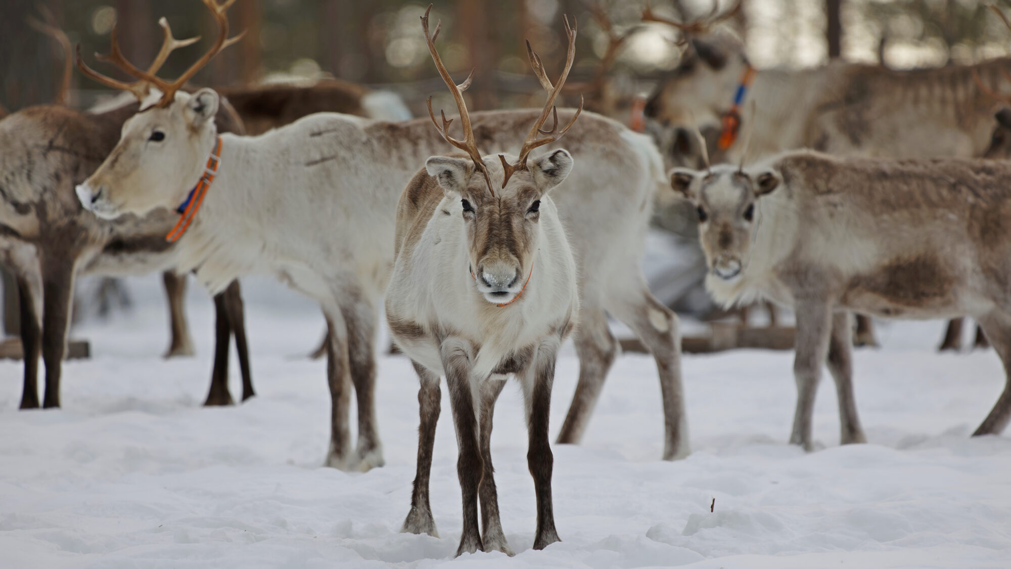 Valokuvaaja: TOMMI KUJALA