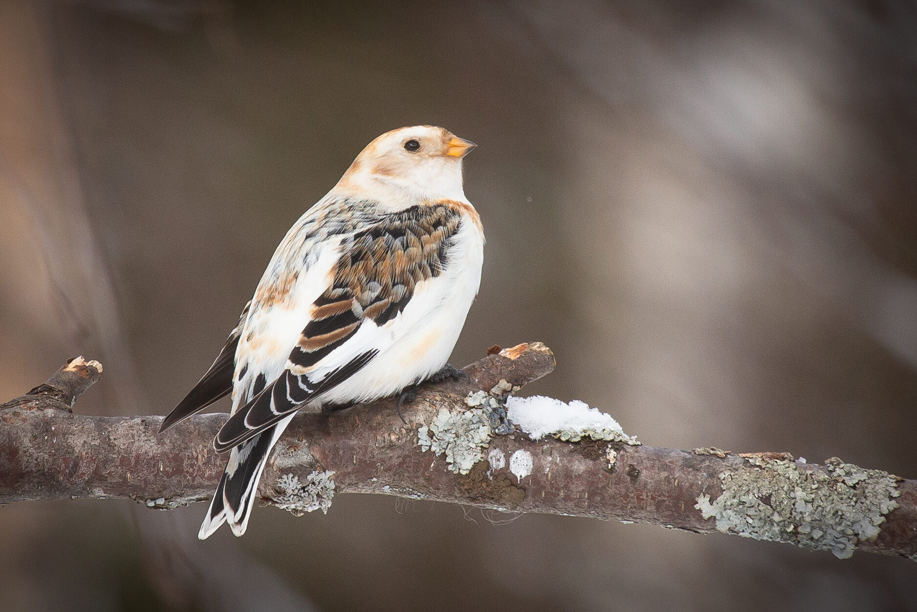 Valokuvaaja: Pirkko Hietaniemi Valokuvaaja: Pirkko Hietaniemi