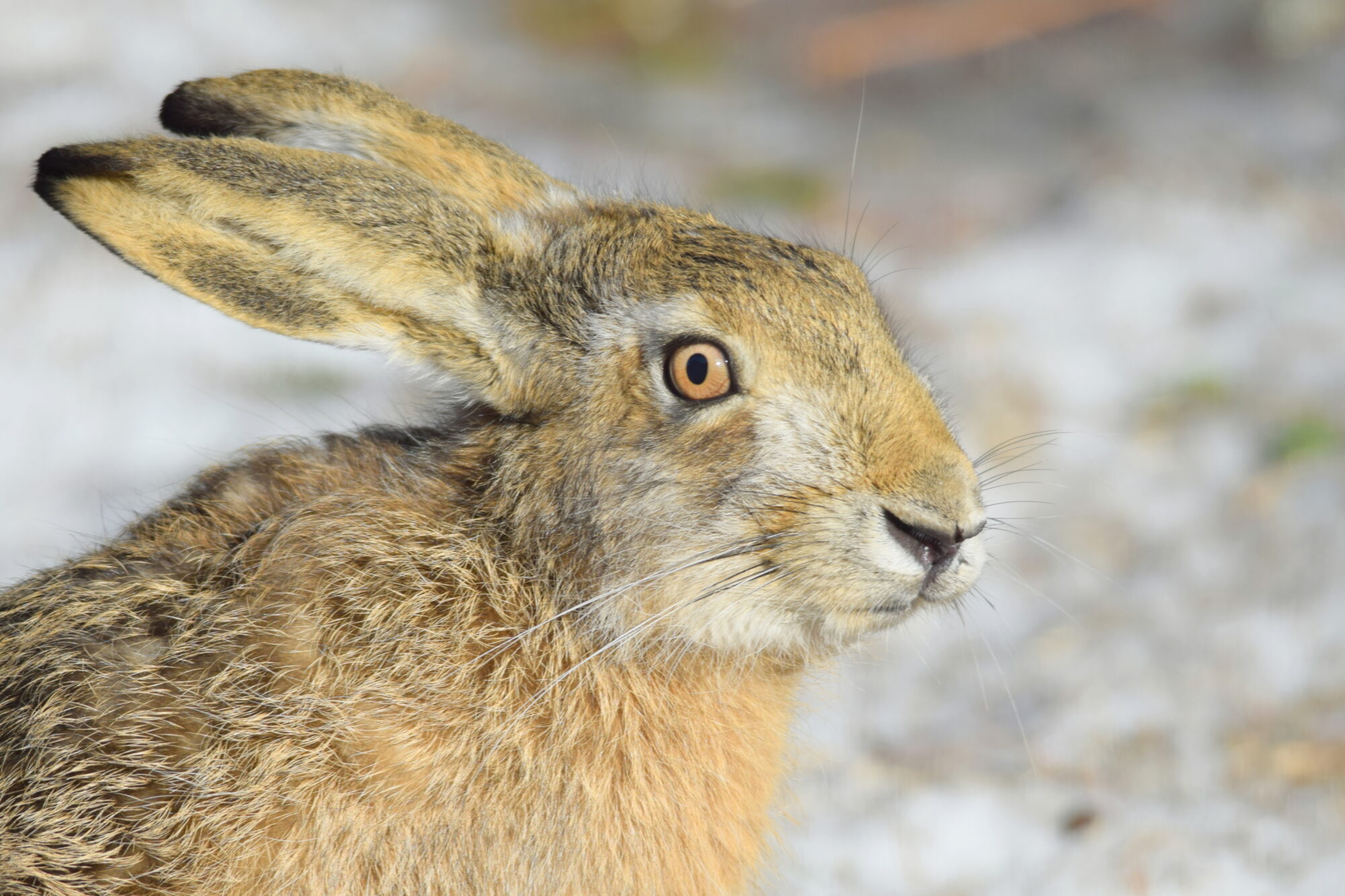 Valokuvaaja: Kaarlo Asikainen