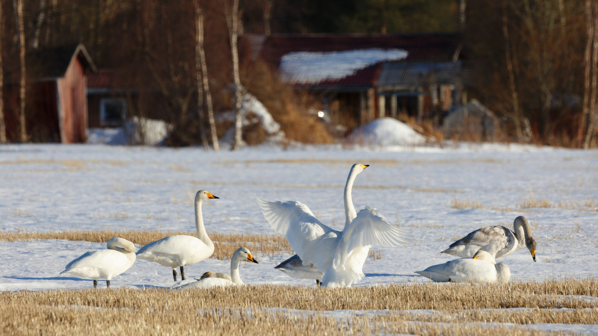 Valokuvaaja: TOMMI KUJALA