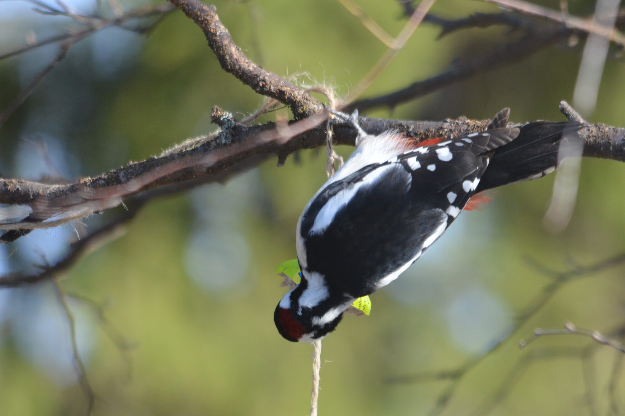 Valokuvaaja: Kaarlo Asikainen
