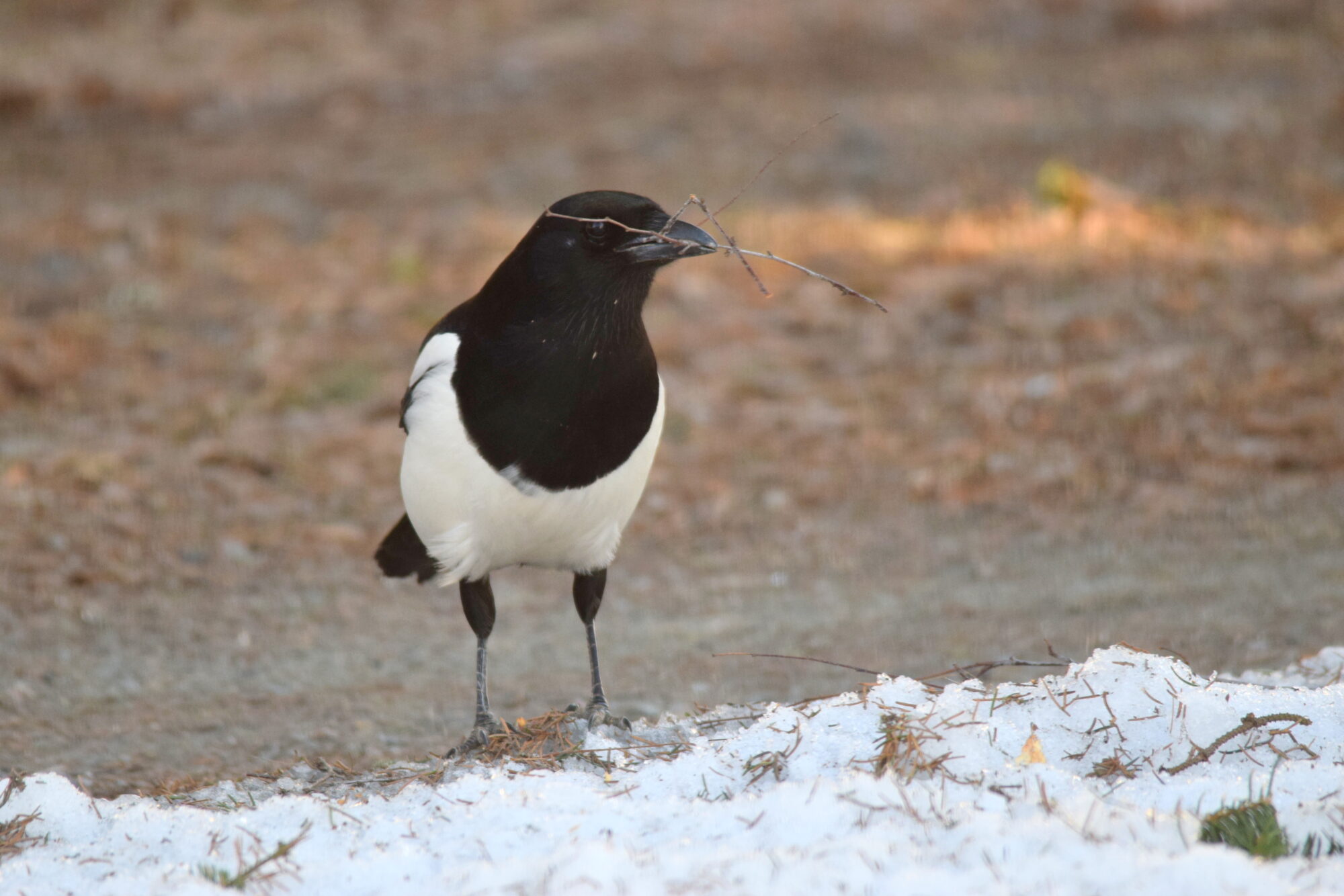 Valokuvaaja: Kaarlo Asikainen Valokuvaaja: Kaarlo Asikainen