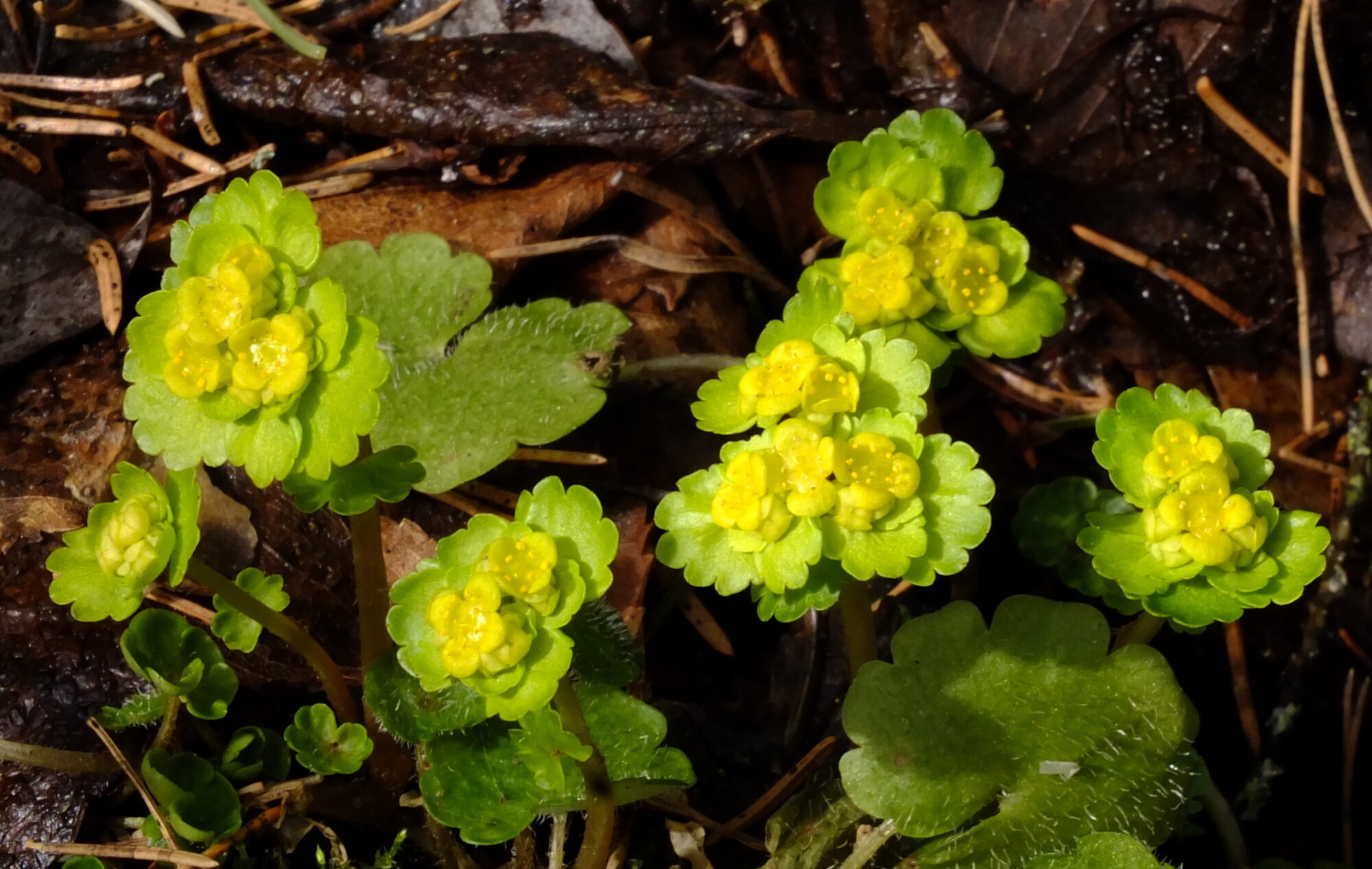 Valokuvaaja: Hannu Rasiranta