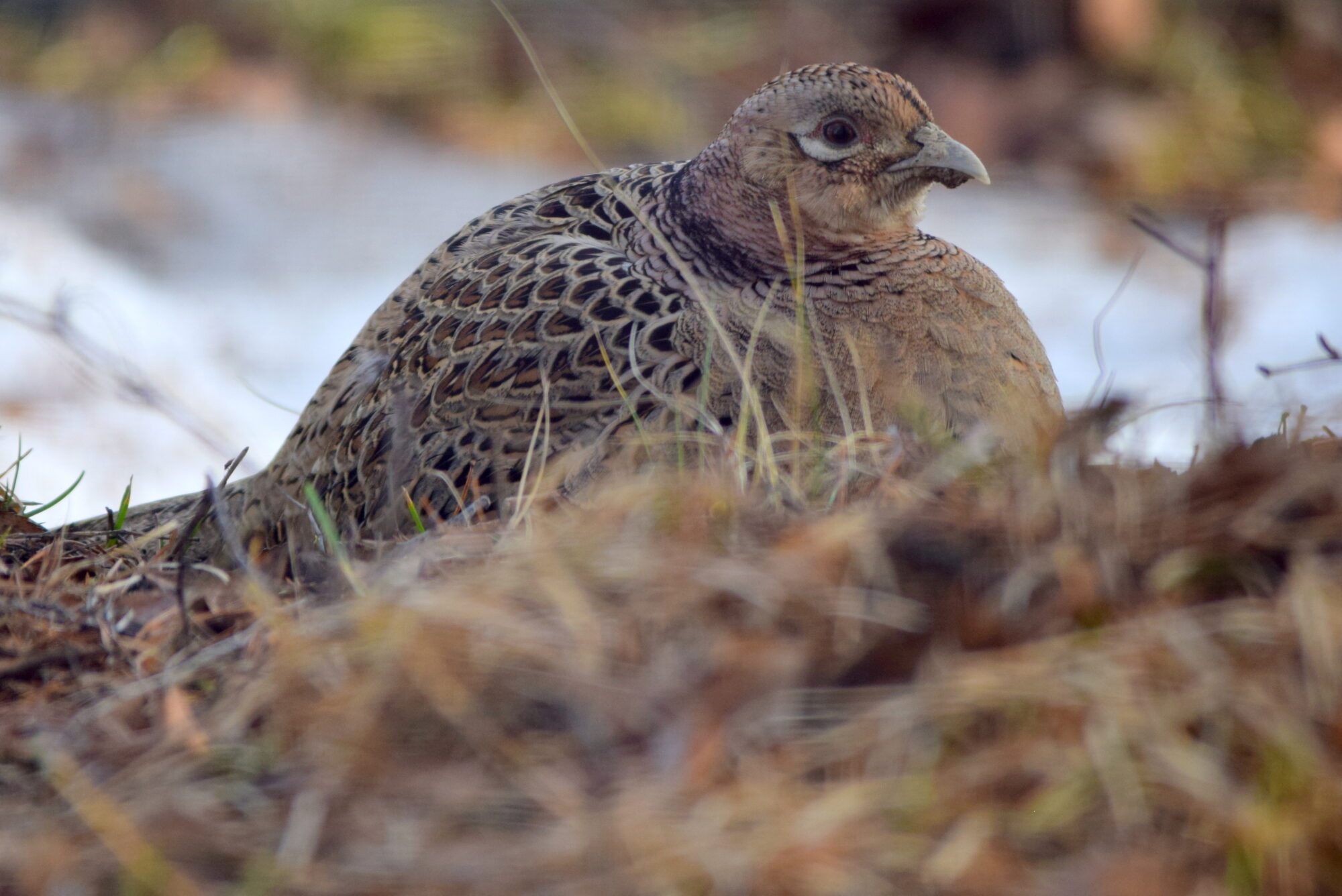 Valokuvaaja: Kaarlo Asikainen Valokuvaaja: Kaarlo Asikainen