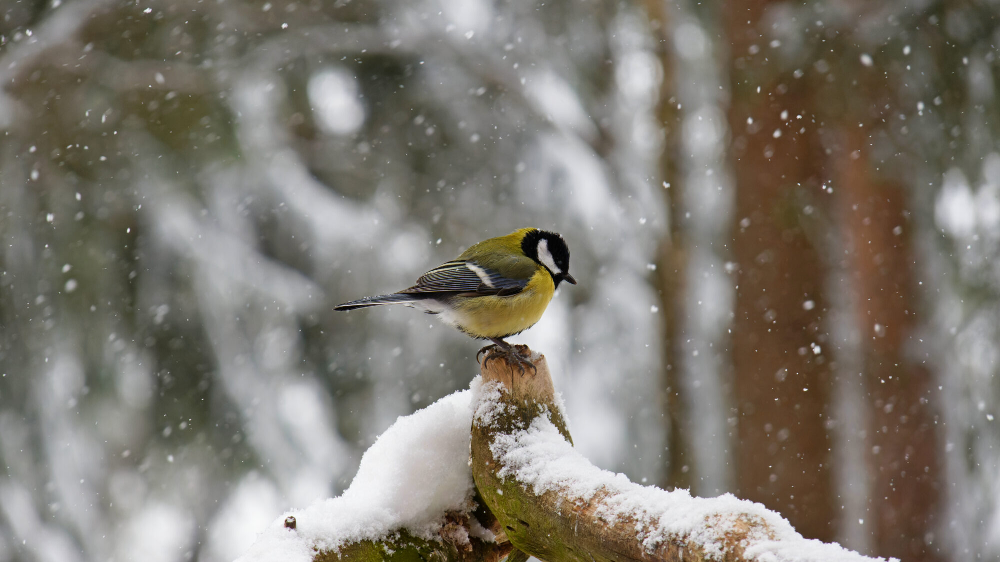 Valokuvaaja: SINIKKA KUJALA