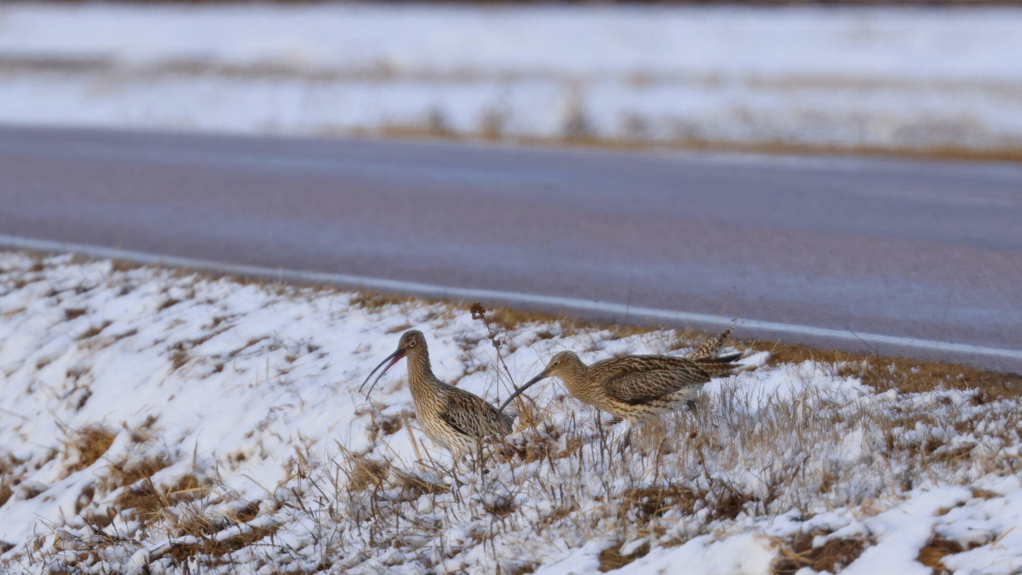 Valokuvaaja: TOMMI KUJALA