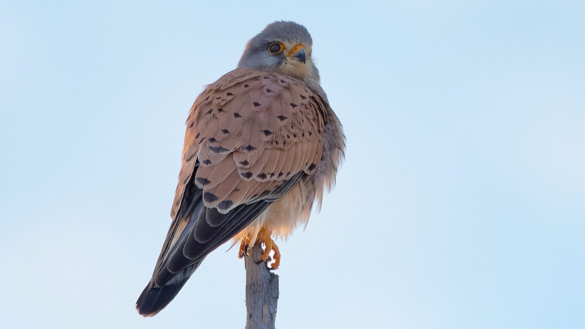 Valokuvaaja: TOMMI KUJALA Valokuvaaja: TOMMI KUJALA