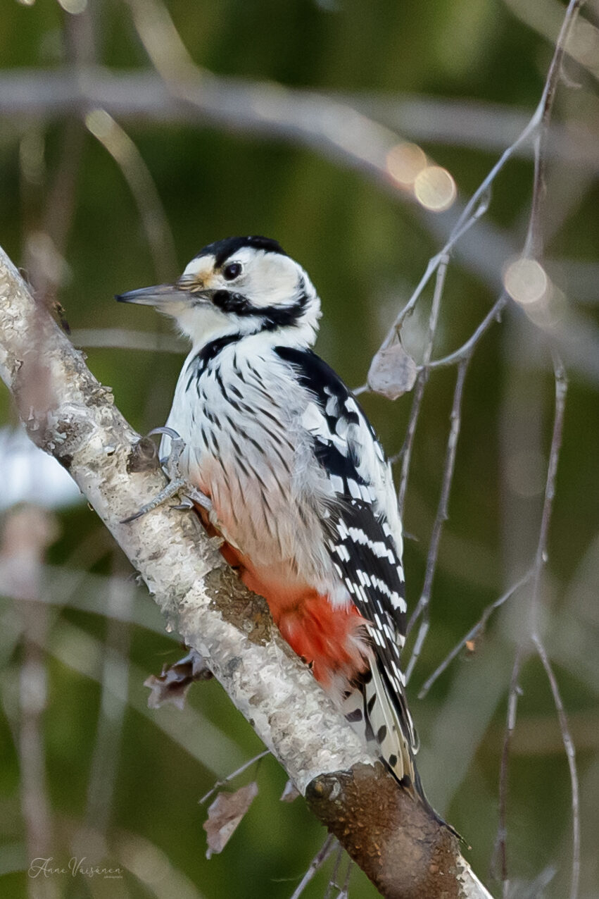 Valokuvaaja: Anne Väisänen