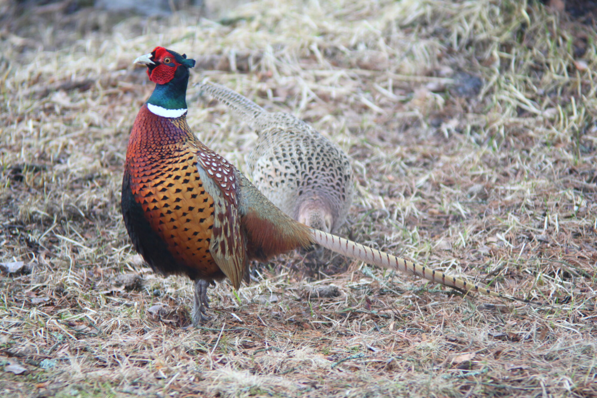 Valokuvaaja: Kaarlo Asikainen