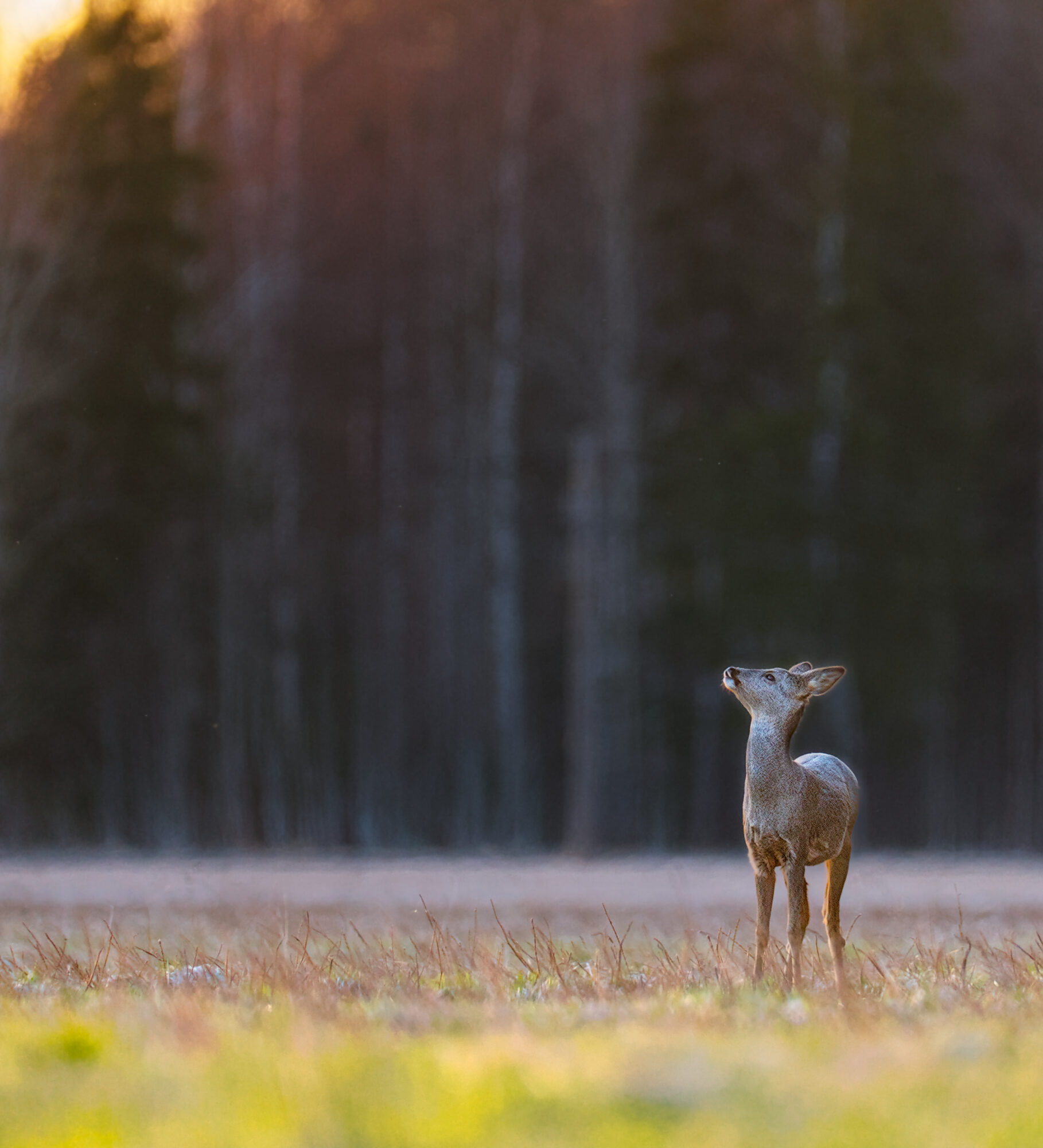Valokuvaaja: Eero Lemmelä