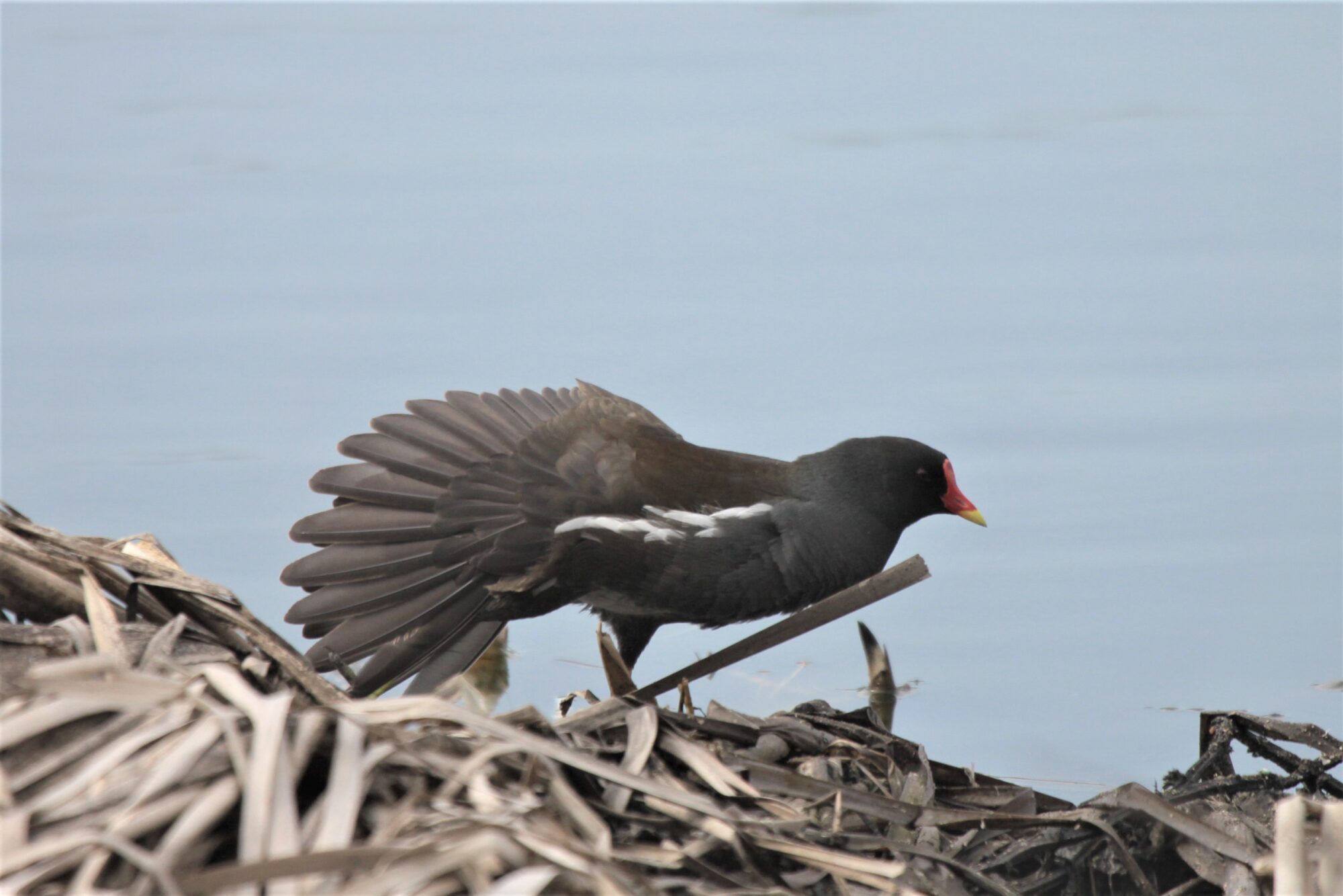 Valokuvaaja: Berndt Hannelius