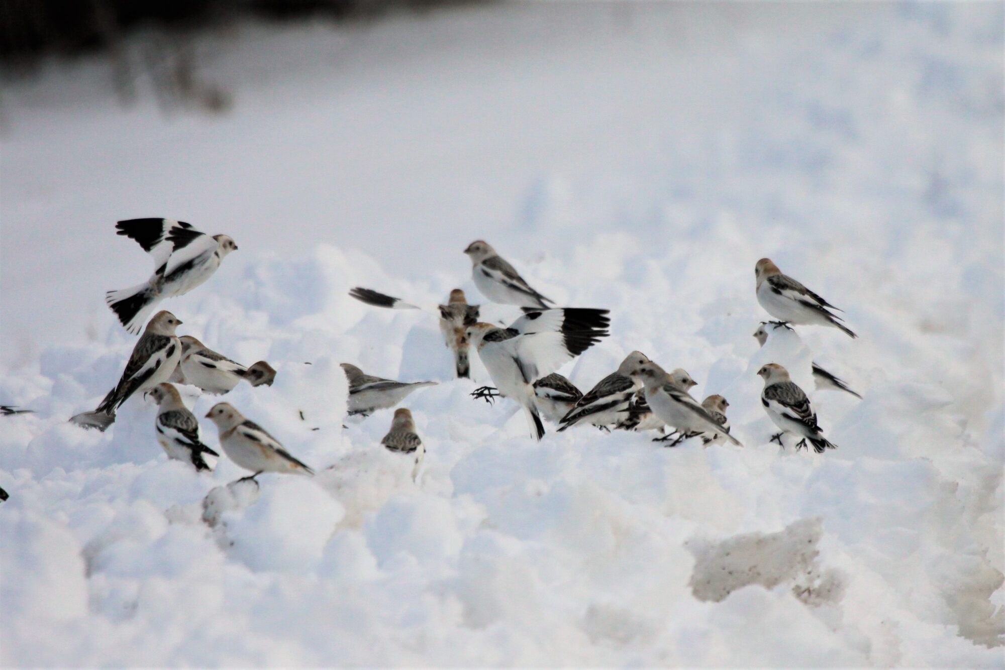 Valokuvaaja: Berndt Hannelius
