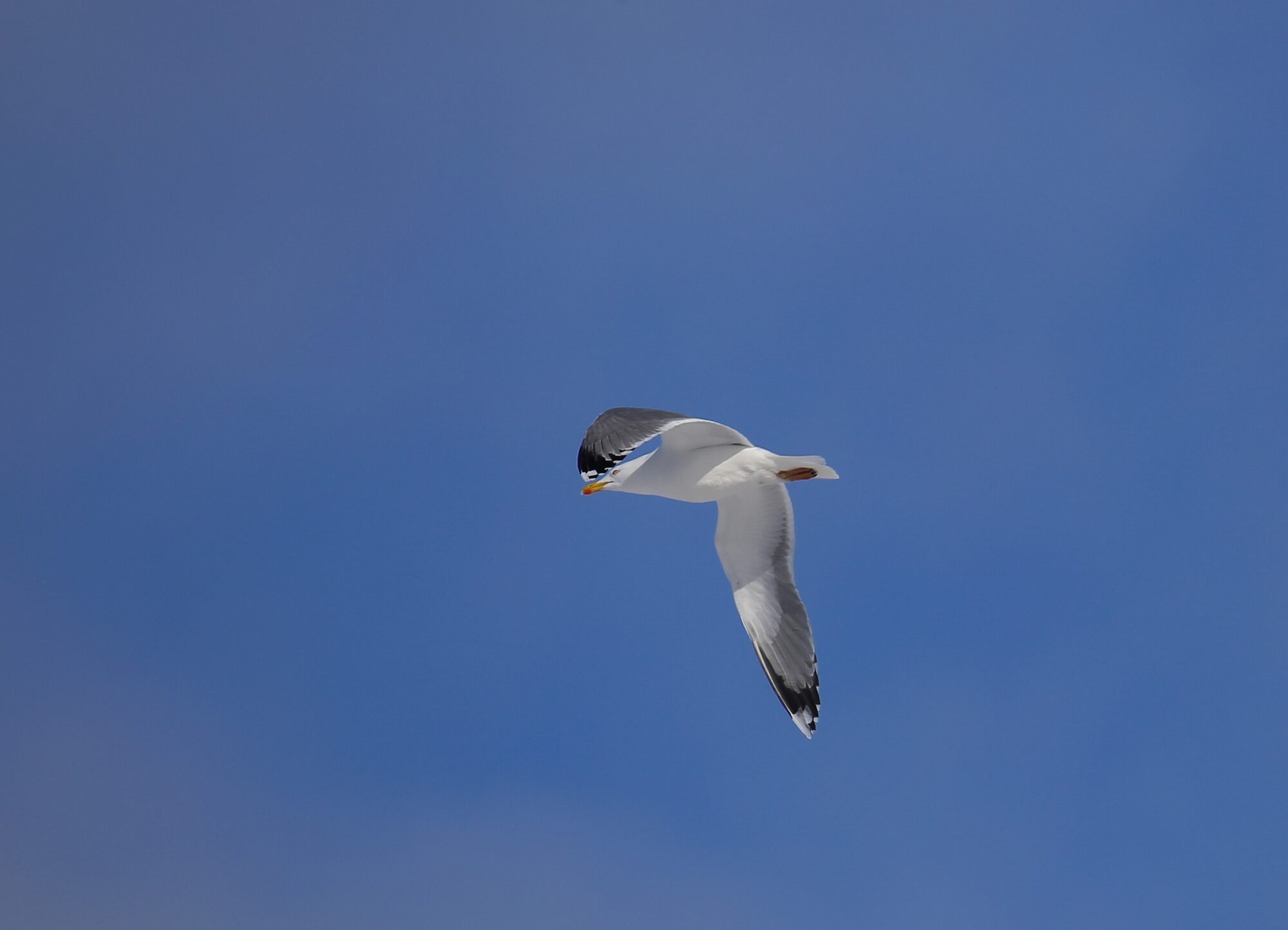 Valokuvaaja: Jaana Saarelainen