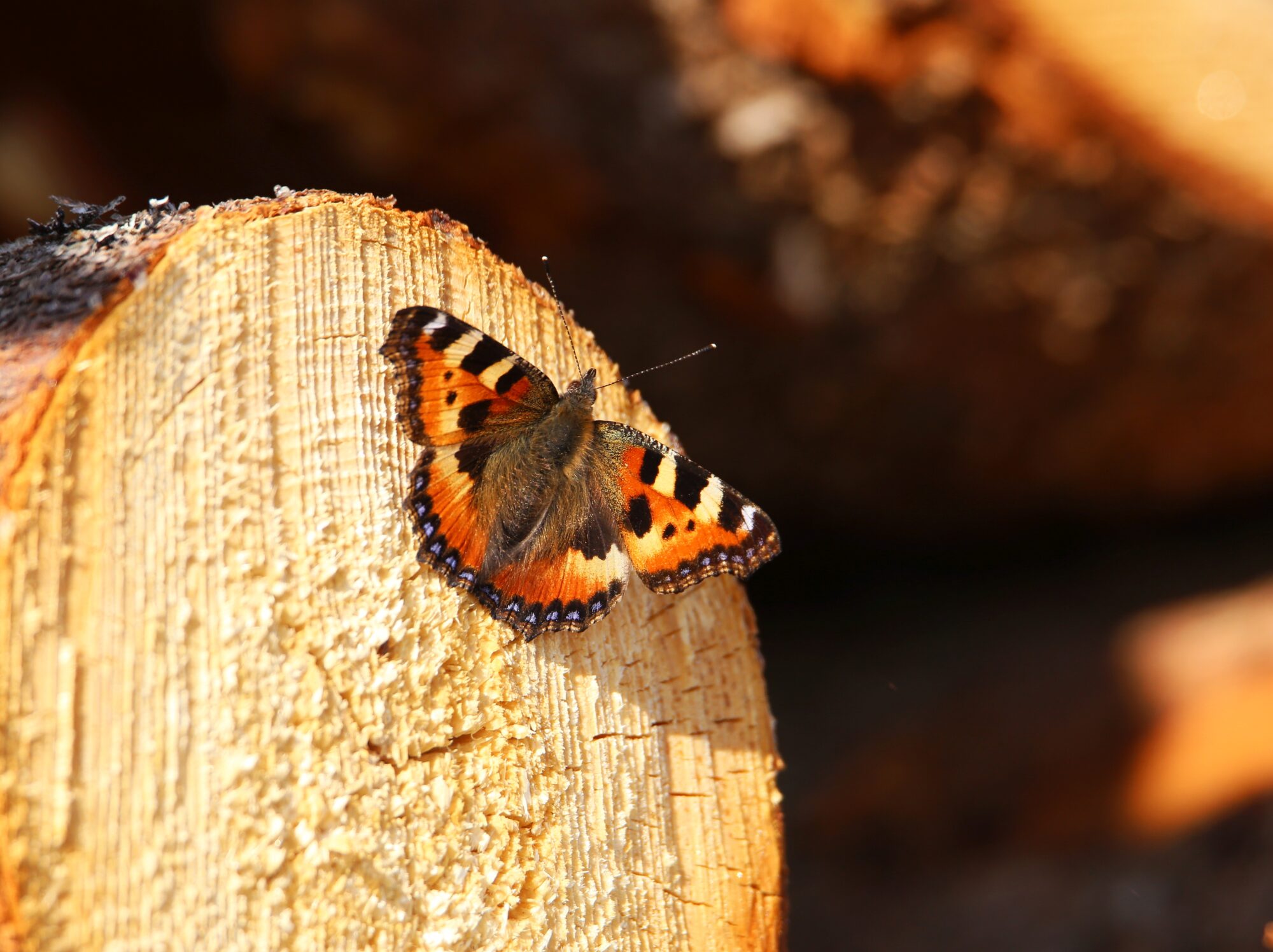 Valokuvaaja: Jaana Saarelainen